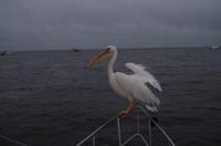 Walvis Bay - Air Namibia &ndash; &copy; Annett Müller (Eberhardt TRAVEL)
