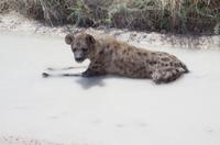 Pirschfahrt im Etosha - Hyänen &ndash; &copy; Annett Müller (Eberhardt TRAVEL)