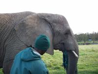 Knysna Elephant Park V &ndash; &copy; Jörg Nesse (Eberhardt TRAVEL)