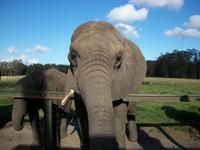 Knysna Elephant Park VI &ndash; &copy; Jörg Nesse (Eberhardt TRAVEL)