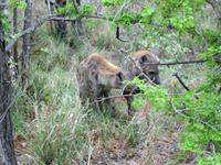 Kruger NP VIII