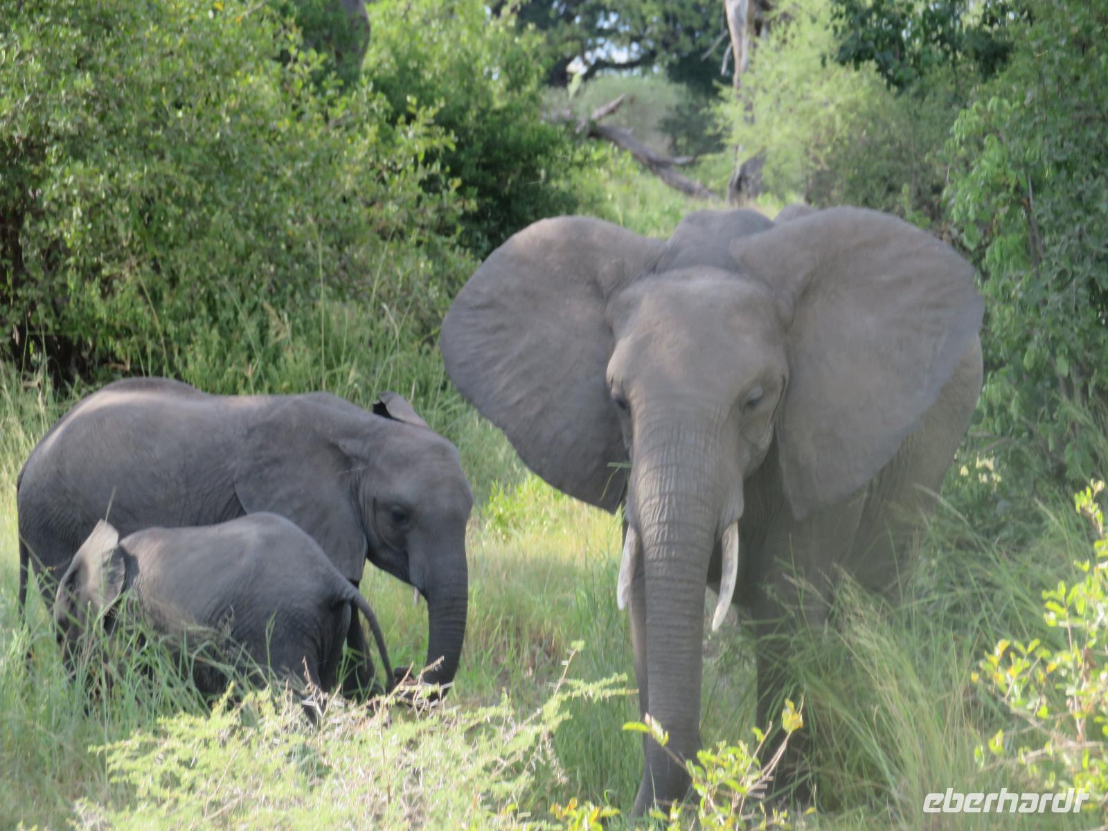 Tarangire Nationalpark - Elefanten &ndash; &copy; Annette Weise (Eberhardt TRAVEL)