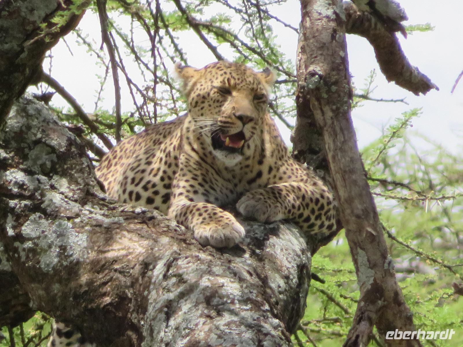 Serengeti - Leopard auf dem Baum &ndash; &copy; Annette Weise (Eberhardt TRAVEL)
