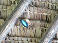 Moivaro Coffee Plantation Lodge - Kolibri &ndash; &copy; Annette Weise (Eberhardt TRAVEL)