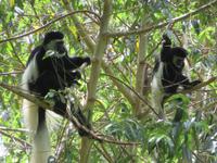 Arusha-Nationalpark - Colobus-Affen &ndash; &copy; Annette Weise (Eberhardt TRAVEL)