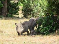 Arusha-Nationalpark - Warzenscheine &ndash; &copy; Annette Weise (Eberhardt TRAVEL)