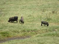 Arusha-Nationalpark - Warzenscheine &ndash; &copy; Annette Weise (Eberhardt TRAVEL)