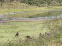Arusha-Nationalpark -  Wasserböcke &ndash; &copy; Annette Weise (Eberhardt TRAVEL)