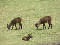 Arusha-Nationalpark -  Wasserböcke &ndash; &copy; Annette Weise (Eberhardt TRAVEL)