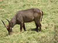 Arusha-Nationalpark - Wasserbock &ndash; &copy; Annette Weise (Eberhardt TRAVEL)