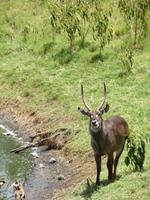 Arusha-Nationalpark - Momollasee - Wasserbock &ndash; &copy; Annette Weise (Eberhardt TRAVEL)