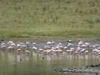 Arusha-Nationalpark - Momollasee - Flamingos &ndash; &copy; Annette Weise (Eberhardt TRAVEL)