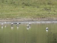 Arusha-Nationalpark - Momollasee - Flamingos &ndash; &copy; Annette Weise (Eberhardt TRAVEL)