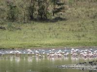 Arusha-Nationalpark - Momollasee - Flamingos &ndash; &copy; Annette Weise (Eberhardt TRAVEL)