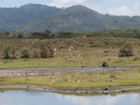 Arusha-Nationalpark - Momollasee - Flamingos &ndash; &copy; Annette Weise (Eberhardt TRAVEL)