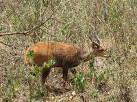 Arusha-Nationalpark - Steinböckchen &ndash; &copy; Annette Weise (Eberhardt TRAVEL)