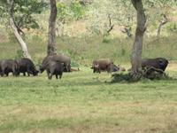 Arusha-Nationalpark - Büffel &ndash; &copy; Annette Weise (Eberhardt TRAVEL)