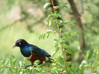 Tarangire Simba Lodge - Dreifarben-Glanzstar &ndash; &copy; Annette Weise (Eberhardt TRAVEL)