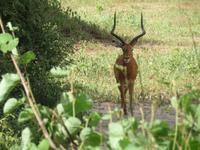 Tarangire Nationalpark - Impalla &ndash; &copy; Annette Weise (Eberhardt TRAVEL)