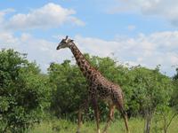 Tarangire Nationalpark -Giraffe &ndash; &copy; Annette Weise (Eberhardt TRAVEL)