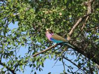 Tarangire Nationalpark - Gabelracke &ndash; &copy; Annette Weise (Eberhardt TRAVEL)