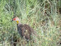 Tarangire Nationalpark - Gelbkehl Frankolin &ndash; &copy; Annette Weise (Eberhardt TRAVEL)