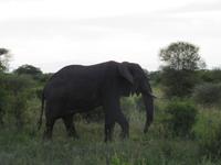 Tarangire Nationalpark - Elefant hautnah &ndash; &copy; Annette Weise (Eberhardt TRAVEL)