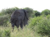 Tarangire Nationalpark - Elefant hautnah &ndash; &copy; Annette Weise (Eberhardt TRAVEL)
