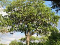 Tarangire Nationalpark - Leberwurstbaum &ndash; &copy; Annette Weise (Eberhardt TRAVEL)