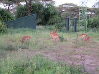 Tarangire Nationalpark - Impalas &ndash; &copy; Annette Weise (Eberhardt TRAVEL)