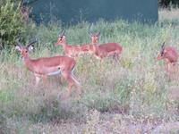 Tarangire Nationalpark - Impalas &ndash; &copy; Annette Weise (Eberhardt TRAVEL)