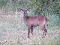 Tarangire Nationalpark - Buschbock &ndash; &copy; Annette Weise (Eberhardt TRAVEL)
