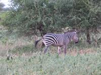 Tarangire Nationalpark - Zebra &ndash; &copy; Annette Weise (Eberhardt TRAVEL)