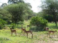 Tarangire Nationalpark - Impalas &ndash; &copy; Annette Weise (Eberhardt TRAVEL)