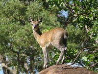 Tarangire Nationalpark - Klippspringer &ndash; &copy; Annette Weise (Eberhardt TRAVEL)