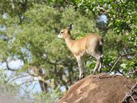 Tarangire Nationalpark - Klippspringer &ndash; &copy; Annette Weise (Eberhardt TRAVEL)