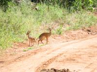 Tarangire Nationalpark - Dikdiks &ndash; &copy; Annette Weise (Eberhardt TRAVEL)