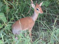Tarangire Nationalpark - Dikdik &ndash; &copy; Annette Weise (Eberhardt TRAVEL)
