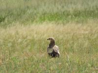 Tarangire Nationalpark - Raubadler &ndash; &copy; Annette Weise (Eberhardt TRAVEL)