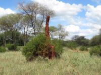 Tarangire Nationalpark - Termitenhügel &ndash; &copy; Annette Weise (Eberhardt TRAVEL)