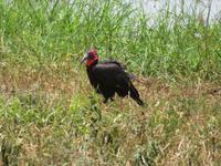 Tarangire Nationalpark - Hornrabe &ndash; &copy; Annette Weise (Eberhardt TRAVEL)