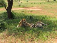 Tarangire Nationalpark - Löwen &ndash; &copy; Annette Weise (Eberhardt TRAVEL)