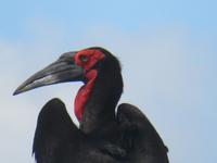 Tarangire Nationalpark - Hornrabe &ndash; &copy; Annette Weise (Eberhardt TRAVEL)