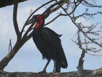 Tarangire Nationalpark - Hornrabe &ndash; &copy; Annette Weise (Eberhardt TRAVEL)