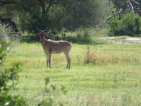 Tarangire Nationalpark - Kuhantilope &ndash; &copy; Annette Weise (Eberhardt TRAVEL)