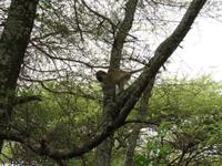 Manyara-Nationalpark - Grüne Meerkatze &ndash; &copy; Annette Weise (Eberhardt TRAVEL)