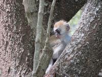 Manyara-Nationalpark - Grüne Meerkatze &ndash; &copy; Annette Weise (Eberhardt TRAVEL)