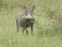 Manyara-Nationalpark -Warzenschwein &ndash; &copy; Annette Weise (Eberhardt TRAVEL)