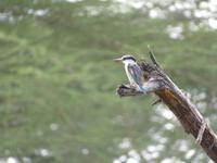 Manyara-Nationalpark - Kingfisher &ndash; &copy; Annette Weise (Eberhardt TRAVEL)
