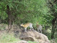Manyara-Nationalpark - Klippspringer &ndash; &copy; Annette Weise (Eberhardt TRAVEL)